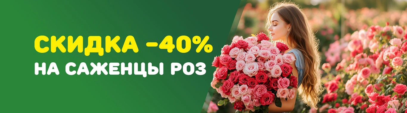 Скидка на розы 40% весна 2925