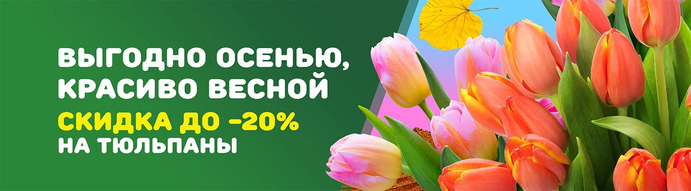 Тюльпаны 20 осень 2025
