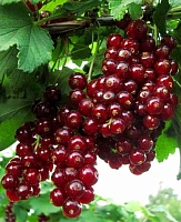 Смородина Онисия