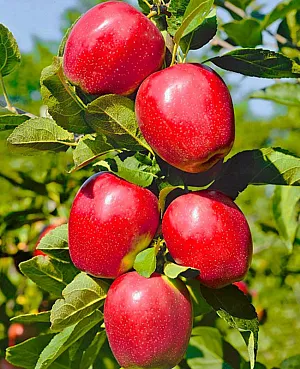 Топ—7 самых сладких сортов яблонь для Урала и Сибири