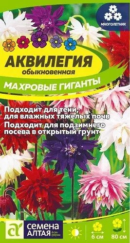 Аквилегия: советы по выращиванию, особенности посадки и ухода