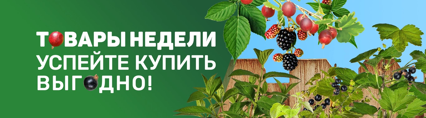 Товары недели лето 2025