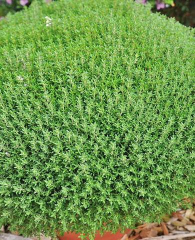 Тимьян Фредо