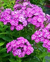Флокс метельчатый Лаура