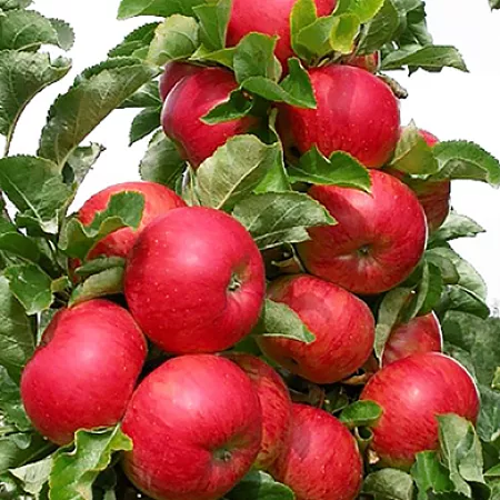 Что делать если не плодоносит яблоня | Садовая коллекция Натальи | Дзен