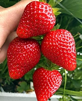 Земляника садовая Кабрилло