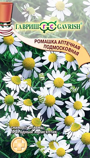 Ромашка садовая крупная многолетняя: посадка и уход в открытом грунте