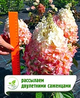 Гортензия метельчатая Кендллайт Гортензия метельчатая Кендллайт