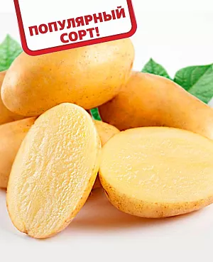 Купить Картофель Импала от Питомник Семена.ру, 368