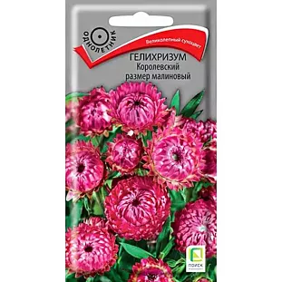 семена Гелихризум: купить семена почтой. Интернет-магазин семян ...