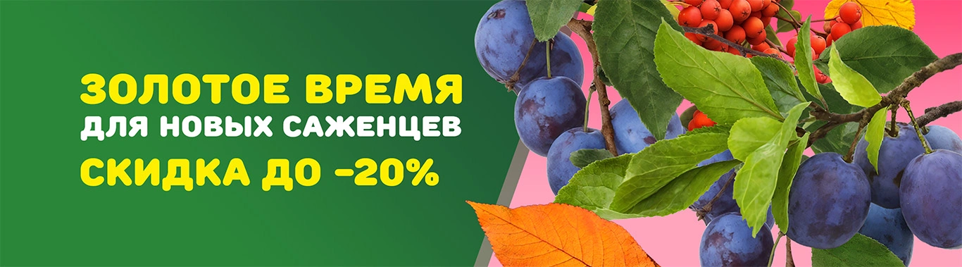 Золотое время саженцы 20