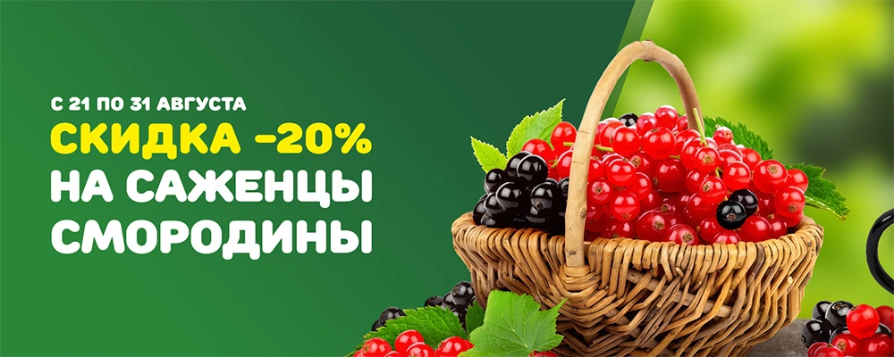 Смородина минус 20 август 2025