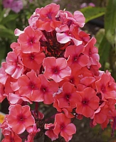 Флокс Текила санрайз