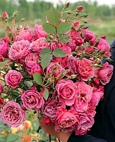 Роза японская Аои