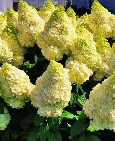 Гортензия метельчатая Мэджикал Килиманджаро