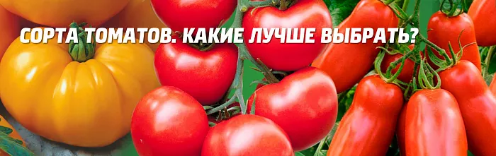 Сорта семян томатов, какие лучше выбрать - читать на Семена.ру