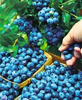 Голубика Блюкроп