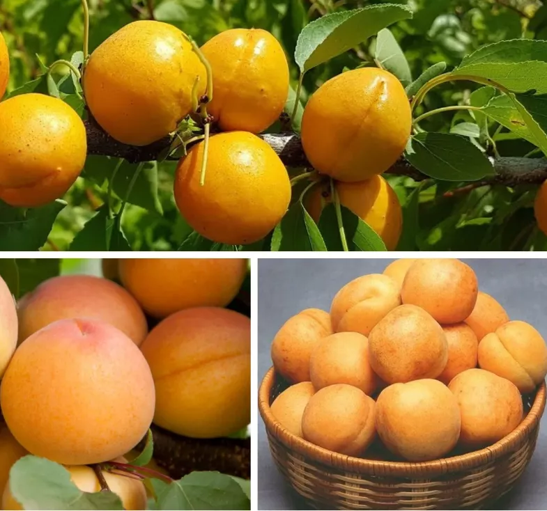 Гибрид абрикоса и персика шарафуга
