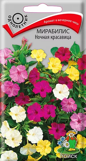 Цветок ночная красавица (Мирабилис), фото, посадка, уход и выращивание