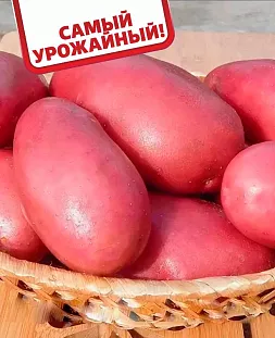 КАКИМИ СПОСОБАМИ И КАК РАЗМНОЖАЕТСЯ КАРТОФЕЛЬ | Sadovodstvo | Дзен