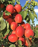 Абрикос Северное сияние