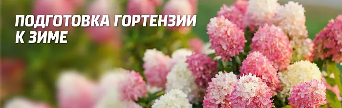 Уход за гортензией осенью – подготовка цветка к зиме - читать на Семена.ру
