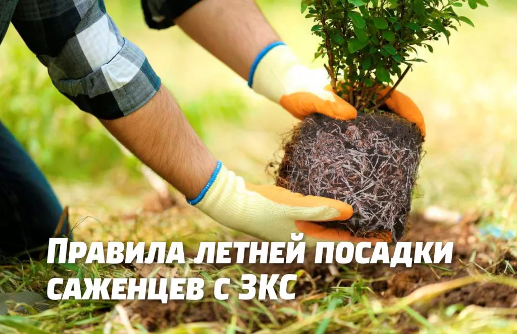 Правила посадки саженцев с ЗКС.jpg