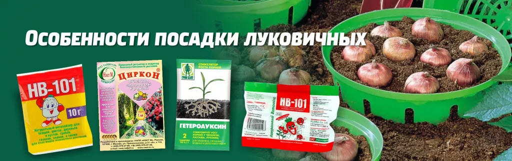 Особенности посадки луковичных.jpg
