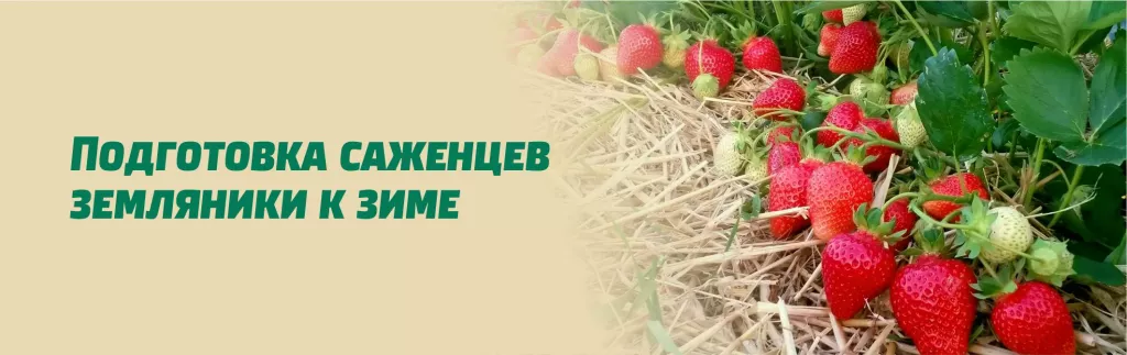 Подготовка саженцев земляники к зиме.jpg