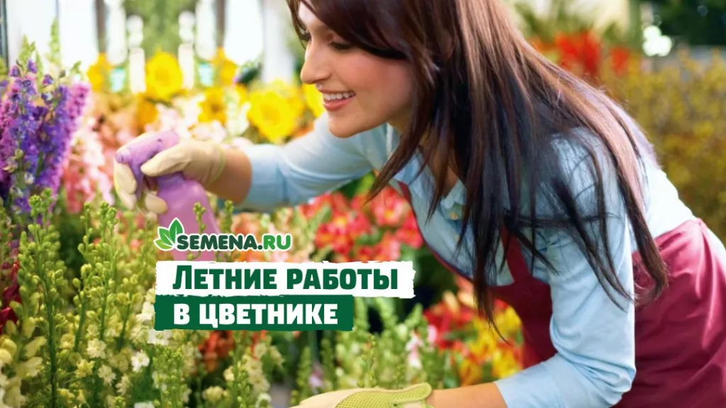 Летние работы в цветнике_Дзен.jpg