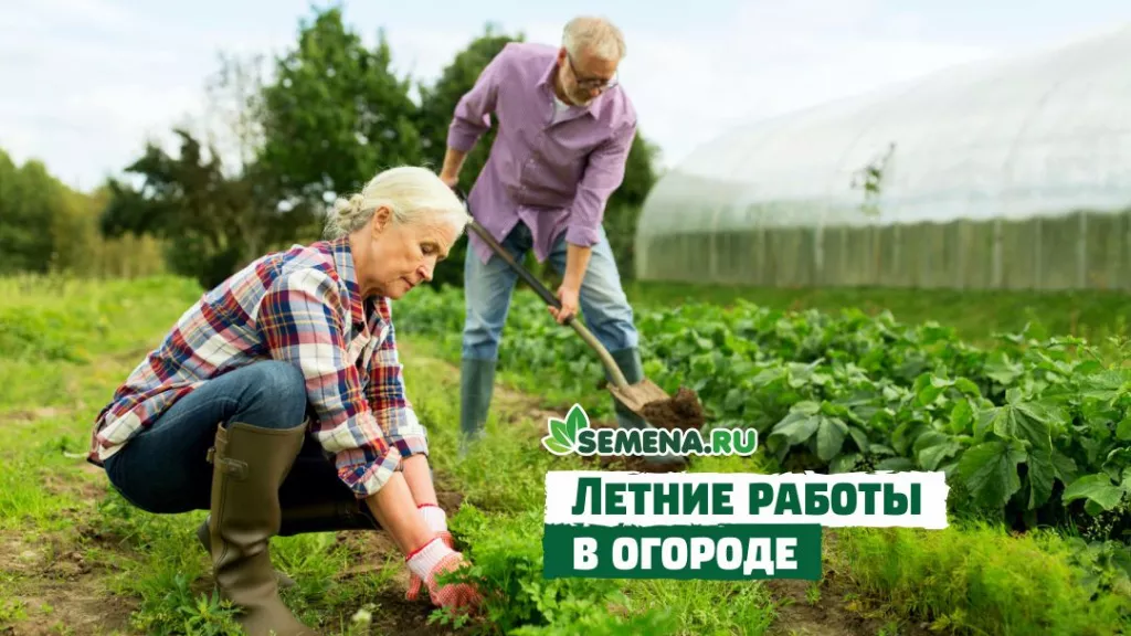 Летние работы в огороде_Дзен.jpg