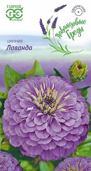 Семена Цинния Лаванда.
Неприхотливое однолетнее растение семейства Сложноцветные высотой до 90 см. 
Соцветия георгиновидные, лавандовые, красиво уложенные, сидят на прямых прочных стеблях.
Цветение обильное и продолжительное, с июня до заморозков. Каждый цветок держится на растении до 30-35 дней. 
Циннии светолюбивы, засухоустойчивы и теплолюбивы, боятся заморозков. 
Выращивают прямым посевом в грунт в мае или рассадным способом, высевая в апреле. 
Всходы появляются через 4-6 дней. В начале июня растения высаживают на расстоянии 25-30 см. 
Используется для озеленения. В срезке долго сохраняет декоративные качества и краски. 
Предварительно концы стеблей обжигают или обрезают в горячей воде. Подвядшему букету цинний можно вернуть свежесть, поместив его в горячую воду и предварительно обновив нижний косой срез.