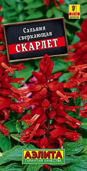 Семена Сальвия Скарлет.<br>
Обильноцветущее низкорослое растение. Кустики крепкие, компактные, хорошо облиственные, с множеством цветоносов. Цветки собраны в кистевидные соцветия 15-17 см длиной. Цветение раннее и продолжительное, с июня до первых заморозков. Растения тепло- и светолюбивые, хорошо переносят воздействие дождя и ветра. Отлично смотрятся в групповых посадках на клумбах, в бордюрах. Хорошо подходят для выращивания в садовых вазах и балконных ящиках. Агротехника. Посев семян на рассаду в марте-первых числах апреля. Всходы появляются на 8-10 день. Пикировка в фазе двух настоящих листьев. Высадка в открытый грунт закаленной рассады в конце мая-начале июня. Растениям необходимы своевременные поливы, прополки, рыхления и подкормки.
