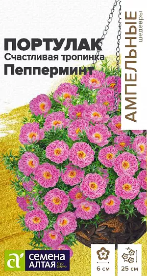 <h2>Семена Портулак Счастливая тропинка Пеперминт.</h2>
Крупноцветковый почвопокровный однолетник, суккулент, со стелющимися сочными побегами высотой 20-25 см. При выращивании в саду, образует небольшие аккуратные коврики, в период цветения сплошь покрытые изысканными шелковистыми полумахровыми цветками, окрашенными в оттенки от нежно-розового с яркими штрихами до пурпурного. Цветки крупные, до 6 см в диаметре. Станет прекрасным дополнением ассортимента клумбовых и балконных растений, также активно выращивают в качестве ампельного растения, в саду им украшают рабатки, альпийские горки. Свето- и теплолюбивое, засухоустойчивое растение, предпочитает легкие дренированные известкованные почвы без избытка органики. На рассаду семена высевают с конца февраля. Готовится смесь из садовой земли и песка в соотношении 4:1. Готовый грунт необходимо прокалить в духовке и распределить по рассадным контейнерам, на дно предварительно укладывается дренаж. Семена не заделывают, а лишь слегка вдавливают в субстрат. Для получения наилучшего результата посев рекомендуем проводить в торфяные таблетки (одно драже в таблетку). Посевы накрывают стеклом и помещаю в теплое место с температурой не менее +22оС. Всходы появляются на 7-14 день, им требуется дополнительная подсветка фитолампой. Увлажнять посевы следует отстоянной водой. При появлении двух настоящих листочков сеянцы пикируют по три ростка в стаканчики диаметром 7-8 см. При пересадке следить, чтобы на корнях оставался земляной ком. Приживаться в новом контейнере ростки будут около недели. Далее рекомендуется внести первую подкормку. В открытый грунт рассаду высаживают в мае сразу на постоянное место. Посадочный интервал 20-30 см. Растение устойчиво к болезням и вредителям. Цветение непрерывное с июня до заморозков. Внимание! Семена заключены в мультидраже. Оболочку драже не разрушать! Одно мультидраже содержит 3-5 семян. Благодаря этому при пикировке растение высаживается плотными пучками.