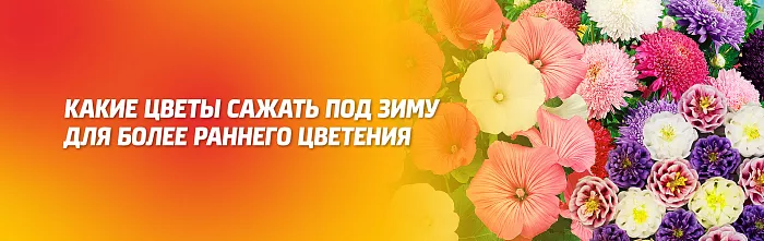 Какие цветы сажать под зиму для более раннего цветения Какие цветы сажать под зиму для более раннего цветения