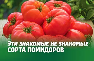 ЭТИ ЗНАКОМЫЕ НЕ ЗНАКОМЫЕ СОРТА ПОМИДОРОВ