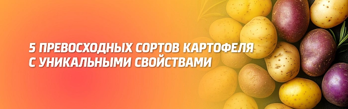 5 ПРЕВОСХОДНЫХ СОРТОВ КАРТОФЕЛЯ С УНИКАЛЬНЫМИ СВОЙСТВАМИ 5 ПРЕВОСХОДНЫХ СОРТОВ КАРТОФЕЛЯ С УНИКАЛЬНЫМИ СВОЙСТВАМИ