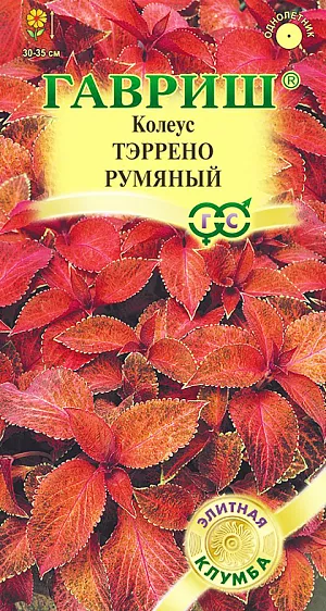 <div>
 Семена Колеус Тэррено румяный.
</div>
Это компактные хорошо облиственные растения высотой 30-35 см с небольшими бархатистыми листьями ярких контрастных оттенков. Серия подходит для профессионального и любительского озеленения, рекомендуется для оформления бордюров, посадки массивами в группе с другими низкорослыми однолетниками. Культура предпочитает солнечные или слегка притененные места с богатой, легкой, кисловатой почвой. В феврале семена высевают на рассаду в смесь из листовой, торфяной, дерновой земли и песка (1:1:1:1) и слегка присыпают песком. При температуре 20-22°С и постоянном увлажнении всходы появляются через 14-18 дней. Подросшие растения пикируют и прищипывают (высота сеянцев не менее 10 см) для лучшего ветвления. На постоянное место высаживают в июне. В открытом грунте колеус выращивают как однолетнее растение. Осенью кусты можно пересадить в горшочки и перенести в комнату.