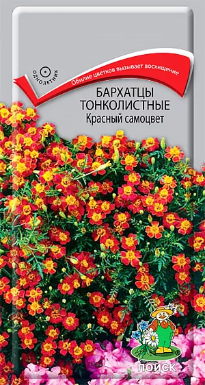 Семена Бархатцы (Тагетес) тонколистные Красный самоцвет из каталога Бархатцы Семена Бархатцы Красный самоцвет тонколистные.
Изящный шаровидный куст, очень ветвистый, с тонкими стеблями и темно-зелеными перисто-рассеченными листьями, высотой 25-30 см.
Соцветия плоские, немахровые, диаметром 2 см, темно-красные. Растение светолюбивое, засухоустойчивое.
Предпочитает плодородные и солнечные места (может расти при небольшом затенении).
Используют для обрамления клумб, бордюров и украшения балконов.
Агротехника. Размножают посевом семян в марте-апреле. Глубина заделки семян 0,5-1 см.
При температуре почвы +18°C всходы появляются через 7-15 дней.
Сеянцы содержат при умеренной температуре, пикируют в фазе 2-х настоящих листьев.
Высаживают в открытый грунт в конце мая - начале июня (когда минует угроза поздневесенних заморозков).
Расстояние между растениями при посадке 20-30 см.