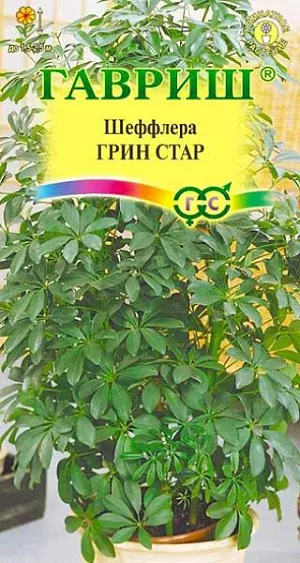 <div>
 Семена Шеффлера Грин Стар.
</div>
 <article>
<p>
 Это вечнозеленое растение из семейства Аралиевые послужит отличным украшением интерьера. В комнатных условиях оно вырастает в виде очаровательного деревца высотой до 1,5 –2,5 м. За сложно-пальчатую форму листьев его называют "дерево-зонтик". Листья блестящие, кожистые, на длинных черешках, охватывающих стебель. У взрослого развитого побега они имеют 16 листочков до 15 см. длиной и 5 см. шириной каждый. Растение светолюбиво, но не переносит прямых солнечных лучей, резких перепадов температуры и сквозняков. Полив обильный с весны до осени, только после подсушивания земляного кома, но без переувлажнения, воду с поддона нужно обязательно сливать.
</p>
<p>
  Рекомендуется частое опрыскивание, так как растению нужна повышенная влажность воздуха. Зимой температурный режим предпочтительно выдерживать в пределах 10-15 °C при умеренном поливе. Если зимовка проходит при более высокой температуре, то растению необходимо создать максимальное освещение. Слишком низкие температуры способствуют опаданию листьев, слишком высокие – подвяданию. Весной и летом растение подкармливают органическими или минеральными удобрениями два раза в месяц. Семена прорастают при температуре +20-24 °C в течение двух-четырех недель, после появления всходов температуру нужно снизить до +18-20 °C.Пересаживают растение раз в два года весной. Состав почвенного субстрата: дерновая, листовая и перегнойная земля, песок (2:1:1:1). Шеффлера практически не ветвится. Обрезка не способствует кустистости, поэтому для получения объемного эффекта высаживают не менее трех растений в один горшок.
</p>
 </article>