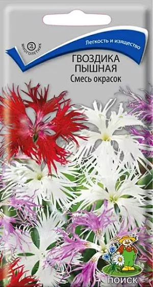 Семена Гвоздика Смесь окрасок пышная. Растение до 40 см. высотой. Листья в основном прикорневые, узкие, образуют розетку. Цветоносы одиночные. Цветки до 3 см. в диаметре, душистые. Края лепестков глубоко разрезанные на нитевидные доли. Цветет со второй половины июня 45-50 дней. Используется для срезки, в групповой посадке, бордюрах, клумбах, массивах, каменистых горках и на срезку.<br>
 <br>
 Агротехника. Неприхотливое растение, предпочитает солнечное место, легкие плодородные почвы, полив без застоя воды. Посев производят в конце апреля – в начале мая непосредственно в грунт, семена слегка присыпают легкой землей, всходы появляются через 20-30 дней. Их прореживают, выдерживая расстояние между растениями 10-20 см. 