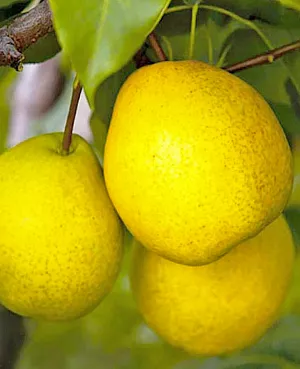 Груша Ларинская