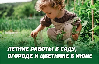 ЛЕТНИЕ РАБОТЫ В САДУ, ОГОРОДЕ И ЦВЕТНИКЕ В ИЮНЕ