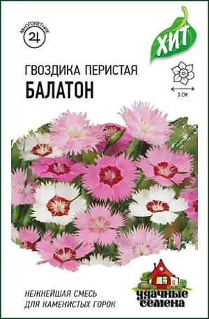 Гвоздика перистая Балатон смесь из каталога Гвоздика Семена Гвоздика перистая Балатон.<br>
<br>
Многолетние травянистые растения, 25-30 см. высотой, образуют плотную подушку, состоящую из большого числа укореняющихся вегетативных побегов. Листья сизые, продолговато-линейные. Цветки простые, до 3 см. в диаметре, одиночные, розовые, красные, пурпурные, белые. Лепестки бахромчатые, сильнорассеченные. Цветет с июня в течение 25-30 дней. Отличается великолепным ароматом. Зимует без укрытия. Легко выращивается из семян. Цветет на второй год после посева. Из гвоздик получаются эффектные бордюры, их включают в пестрые цветники, высаживают на альпийские горки. Гвоздики используют в качестве почвопокровных растений, они могут заменить газон, расти на подпорных стенках, между плитками дорожек, обрамлять ступени. Во время цветения гвоздики образуют яркие цветовые пятна. <br>