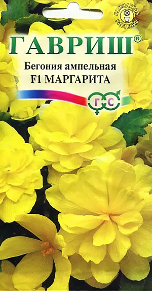 Семена Бегония Маргарита ампельная F1.
Бегония Маргарита – крупные выносливые растения, отвечающие самым высоким требованиям профессионального выращивания. 
Побеги мясистые, до 20-25 см., с большими листьями и огромными густомахровыми цветками вишневой окраски. 
Цветение обильное, с мая по октябрь. 
Предпочитают плодородные почвы со слегка кислой реакцией, светлые или слегка затененные помещения, температура в которых не должна превышать 23 °C. 
Хорошо отзывается на подкормку минеральными и органическими удобрениями. Полив умеренный, на солнечных местах обильный. 
Размножают клубневые бегонии семенами, клубнями и черенками. Самый эффективный способ размножения – семенной. 
Посевы производят в конце декабря – начале марта. 
Семена высевают, не заделывая в неглубокие плошки или ящики с просеянной смесью листовой земли, торфа или песка (2:1:1). 
Посевы содержат под стеклом и до первой пикировки равномерно увлажняют теплой водой с поддона. Пикируют в стадии 2-3 настоящих листочков.
Бегонии безболезненно переносят пересадку в любом возрасте.
После отцветания бегонии подготавливают к зимнему покою, понемногу уменьшая полив. 
Наземные части растений отмирают (либо их обрезают). Клубни можно сохранить до следующего сезона в горшке в прохладном месте с температурой 14-16 °C, лишь изредка увлажняя почву. 
Благодаря хорошо регулируемому росту рекомендуются для использования в качестве горшечного растения в оформлении интерьеров, садовых бордюров и массивов, контейнеров.