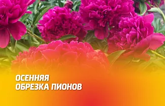 ОСЕННЯЯ ОБРЕЗКА ПИОНОВ. КОГДА И КАК ПРАВИЛЬНО ОБРЕЗАТЬ ЧТОБЫ ПОЛУЧИТЬ ПЫШНОЕ ЦВЕТЕНИЕ? 