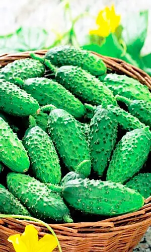 Семена Огурец Бочковой засол