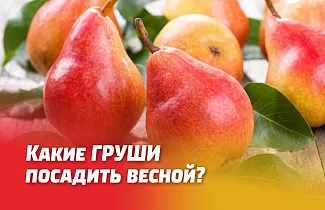 КАКИЕ ГРУШИ ПОСАДИТЬ ВЕСНОЙ