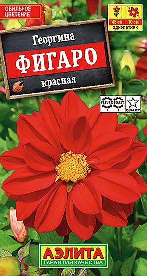 Семена Георгина Фигаро Махровая красная.
Георгины серии ФИГАРО формируют компактные кусты высотой 35-45 см и шириной 25-30 см. Это летник премиум-класса, с крупными махровыми соцветиями 10 см. Цветет с июля до заморозков. Георгины серии отлично растут в контейнерах, украшая балконы, террасы, уличные вазоны. Хорошо компонуются с другими летниками на клумбах и в миксбордере. Агротехника. Выращивают рассадным способом с пикировкой сеянцев в фазе двух настоящих листьев. Рассаду высаживают в открытый грунт, когда минует угроза заморозков. Георгина хорошо развивается на солнечных участках с плодородными почвами. Растениям необходимы регулярные поливы, прополки, рыхления и подкормки.