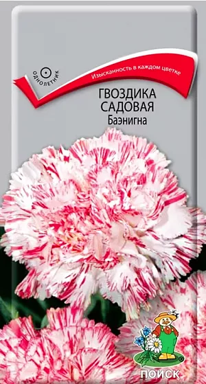 Семена Гвоздика Баэнигна садовая. Цветки крупные, диаметром 4-6 см, махровые, душистые. Многолетнее растение, выращиваемое как однолетнее. Кустики обратнопирамидальные, компактные с четко выраженным главным стеблем, высотой 60 см. Листья с серым или голубым налётом. Края лепестков зазубренные. Цветет с июля по октябрь. Используют в цветниках и для срезки.<br>
 <br>
 <br>
Растение предпочитает открытое солнечное место. Переносит заморозки до минус 2-3°С. Почвы предпочитает дренированные, рыхлые. Посев семян производят в январе-феврале в ящики, слегка присыпав их влажным песком. Посадочную емкость накрывают стеклом и ставят в освещенное место. При температуре почвы +18-20°C всходы появляются через 7-14 дней. Сеянцы пикируют в фазе двух-трех настоящих листьев. На постоянное место рассаду высаживают в мае, выдерживая расстояние между растениями 25-30 см.